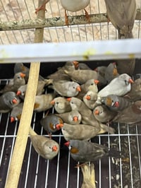 ١٧ جفت • زیبرا • بالمفرق