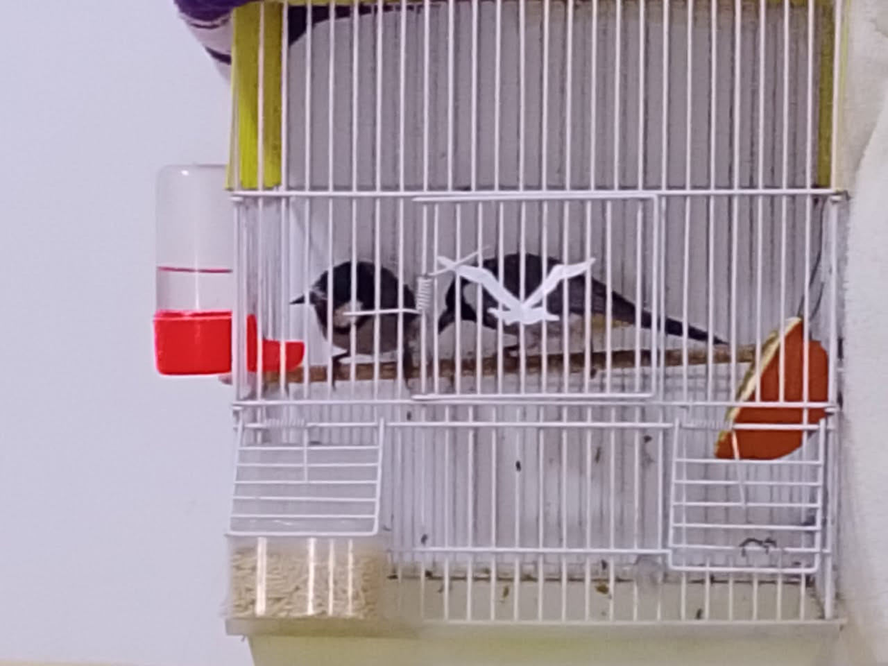 سلام عليكم للبيع بلبل زوج فحل اي عيب مابي سعر خاص ***********
