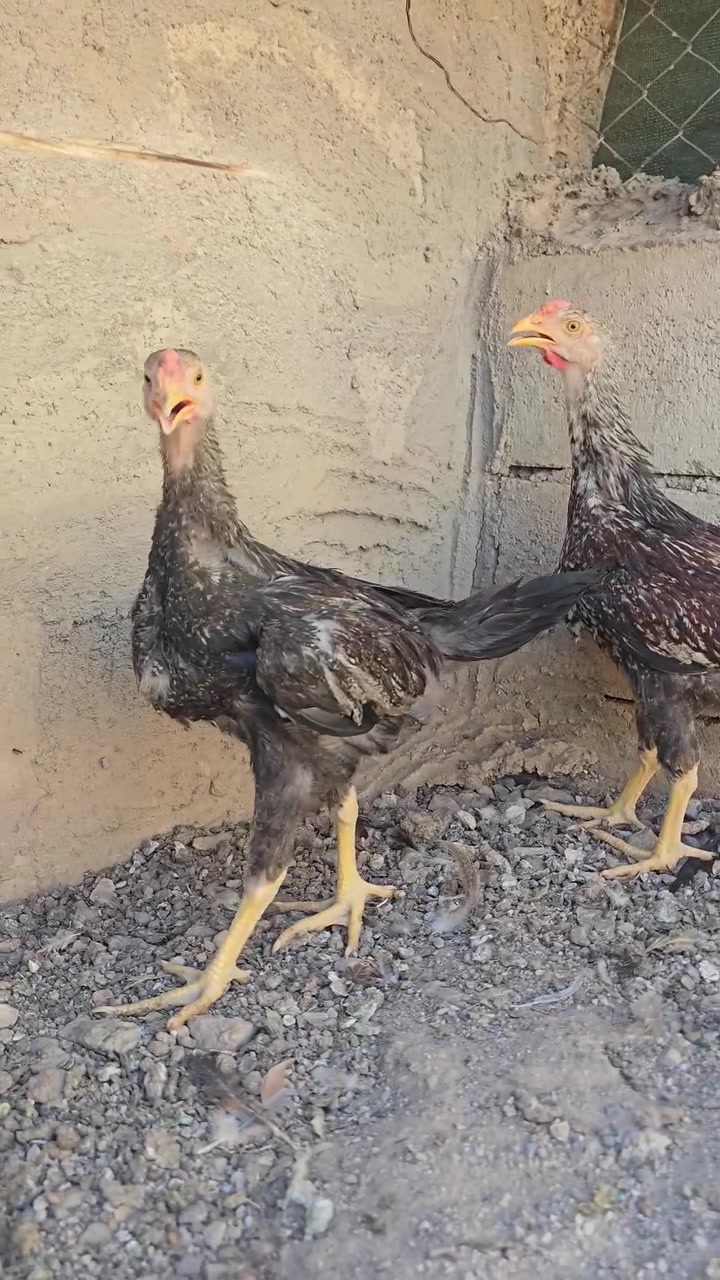 بەناوی خوای گەورە
چوار باڕ وباڕۆکەی کوردی هەزار پۆپنە بۆ فرۆشتن
باڕۆکەیەکیان گوپنە
تەمەنیان سێ مانگە
دایک وباوکیان مریشك وکەڵەشێری حەجم گەورەن
لوقاحیان بۆ کراوە
جوچکی ماڵی خۆمن
بەشەرتی پاکی وبێ نەخۆشی ئەیان فرۆشم
لە سلێمانیم
سعری هەر چواریان ٤٥ هەزارە
هەرکەس مشتەریە نامە بنێرێت.


**إذا كنت صاحب هذا الإعلان وتريد حذفه لأي سبب، رجاءا أرسل رسالة إلى الدعم الفني**