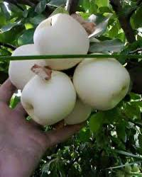 مشتل زيد للتواصل ***********
تم توفير التفاح الشرابي ارتفاع من مترين ونص الى ثلاثة امتار سعر الشتلة3000

تم توفير التكي الكندي ارتفاع من مترين الى مترين ونص سعر الشتلة 3500

عنواني الحويجه بالقرب من سيطرة البگارة
