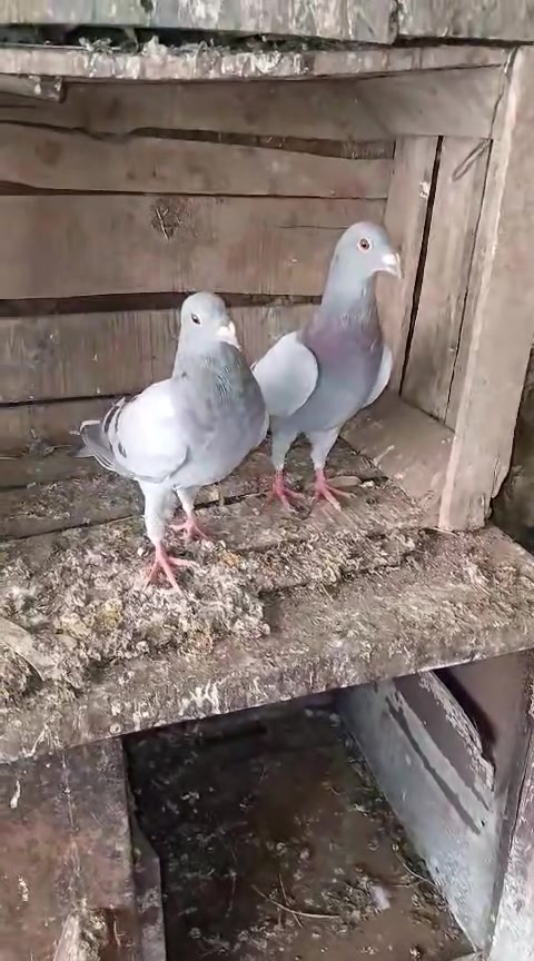 kayn kobla ta3 sivi ou 4 dyal lvwa ou 3nbr  chi haja mliha lbi3


**إذا كنت صاحب هذا الإعلان وتريد حذفه لأي سبب، رجاءا أرسل رسالة إلى الدعم الفني**