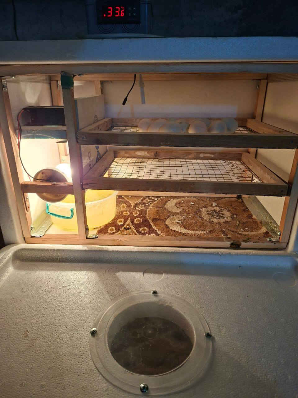 متاح 
فقاسه نضيفه استخدام مره وحده 
تشيل 150 بيضه فقاسه ما متعوبه
المكان الهوير ‏‪***********‬‏
