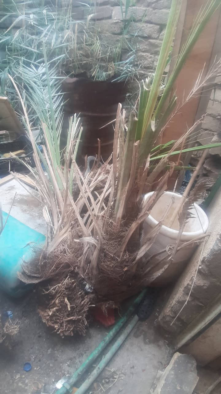 فسائل نخل شويثي لبيع اتصل على رقم الهاتف ***********
