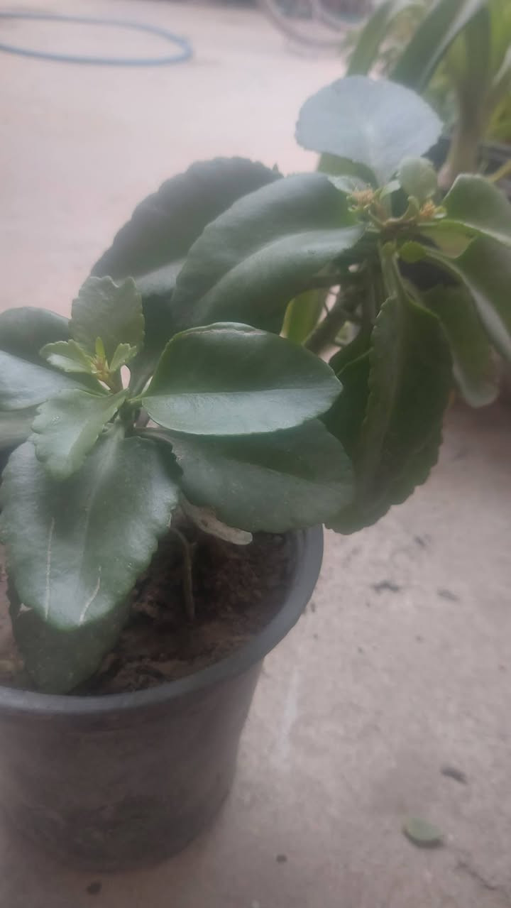 السلام عليكم يتوفر لدينا جميع انواع الورود بأنواعها الشمسية والضلية و بأسعار مناسبة جدا عنواني الخالص حي الزهراء قرب ثانوية المالكي البنين


**إذا كنت صاحب هذا الإعلان وتريد حذفه لأي سبب، رجاءا أرسل رسالة إلى الدعم الفني**