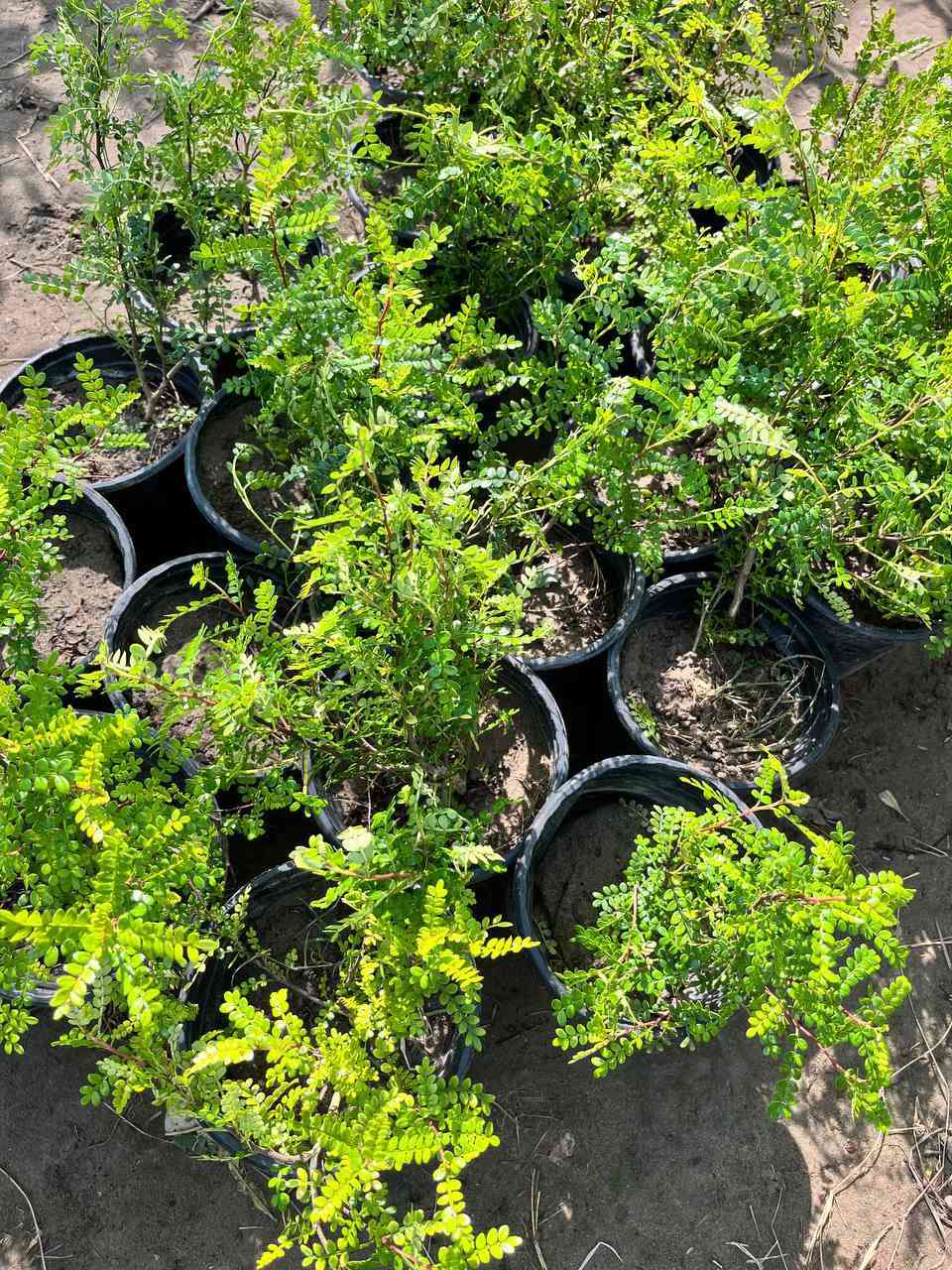 توفر لدى مشتل الزهراء الزراعي  ورد جوري عراقي بخور عصا موسى بذور ورد  ثيل هندي؛  مشروع المسيب شارع ابو الجاسم ع  اي استفسار  ***********
