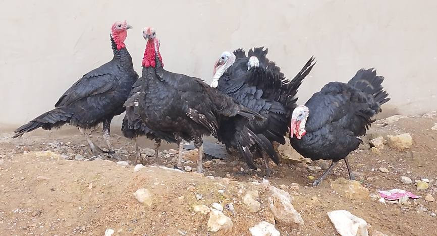 السلام عليكم البيع علو ديوكه عرب اصلي سرحيت خشنت فول نضيف ملحقات مكان موصل جانب ايمن شري يخبر على هذا الرقم ***********
***********
