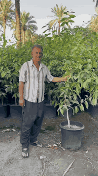 بِسْــــــــــــــــــمِ اللهِ الرَحْمَنِ الرَحِيْمِ
الهم صلي على محمد وال محمد

تم توفير اشجار كبيره سندانه حجم 40

📍موقع المشتل📍 بغداد الكريعات مجاور جامع ابو تراب

البيع جمله فقط..

للاستفسار ومعرفه الاسعار الاتصال على الأرقام 👇🏻👇🏻
***********

***********
