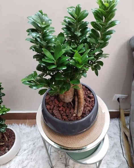 أسعد الله مسائكم بكل خير متابعيني الكرام 🌹
نورتوا المشتل وكل يوم نفاجئكم بالأجمل 🌿✨
اللي يحب الخضار والزرع لا يفوّت هالوجبة وصلت تبارك الرحمن… أسعار حلوة ونباتات أجمل ❤️🌱
شجرة ✨ بونساي – لمسة فنية راقية تزين أي زاوية في بيتك!
إذا كنتِ تبحثين عن نبتة فريدة تلفت النظر وتمنح المكان روحًا هادئة… فـ البونساي هي الخيار المثالي 🌿✨
✔️ شكل جذع مميز يعطي ديكور فاخر
✔️ مناسبة للمكاتب وغرف الجلوس
✔️ سهلة العناية ولا تحتاج ريّ كثير
✔️ تعيش لسنوات طويلة وتكبر معك بجمال
أضيفي لمسة طبيعية أنيقة لبيتك وخلي الزوايا تحكي جمال 🌱💚
متوفر في مشتلنا 🪴🪴🪴🦋💕
📩 للاستفسار والمراسلة عبر الواتساب:
***********
🚚 خدمة توصيل داخل ناحية الحمزة فقط
🧑‍🌾 ويوجد كادر متخصص للتنظيف والزراعة
📍 العنوان:
بابل – الحمزة الغربي
حي الحسين – قرب عباس برهي للجملة
مقابل مدرسة المكرمه 
💚 زيارتكم تشرفنا ونورتونا بأي وقت

🌿
