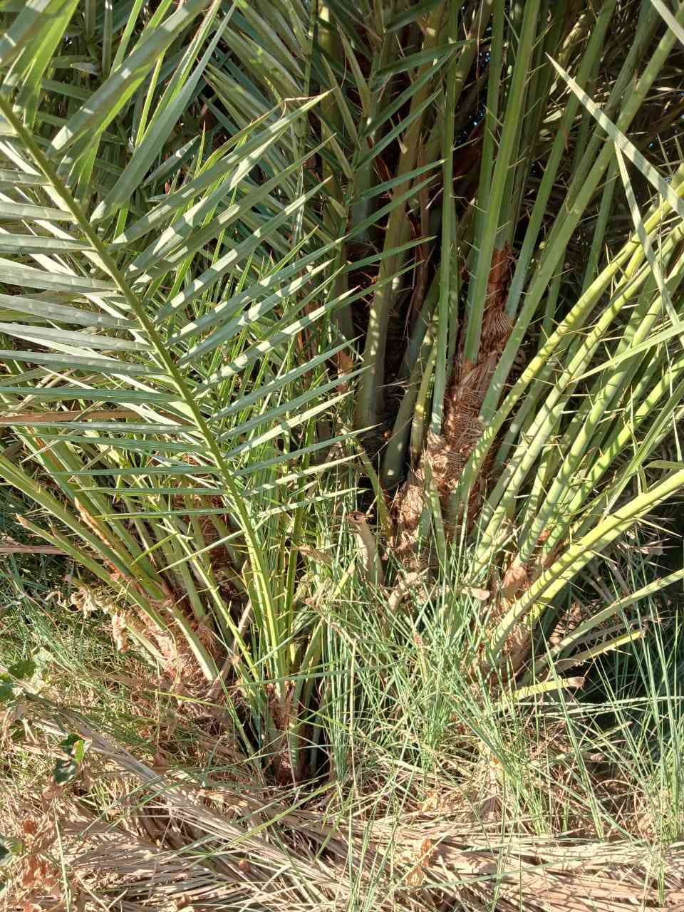 السلا عليكم رمضان كريم يوجد شتل كافه اصناف النخيل  الأصناف مضمونه حسب نوعيتها ونكدر ننقل الشتل ونزرعو الك
 الاسعار من ٢٠الف الى ٨٠الف حسب النوعية والعمر 
 المكان الضلوعية 
هاتف ***********
