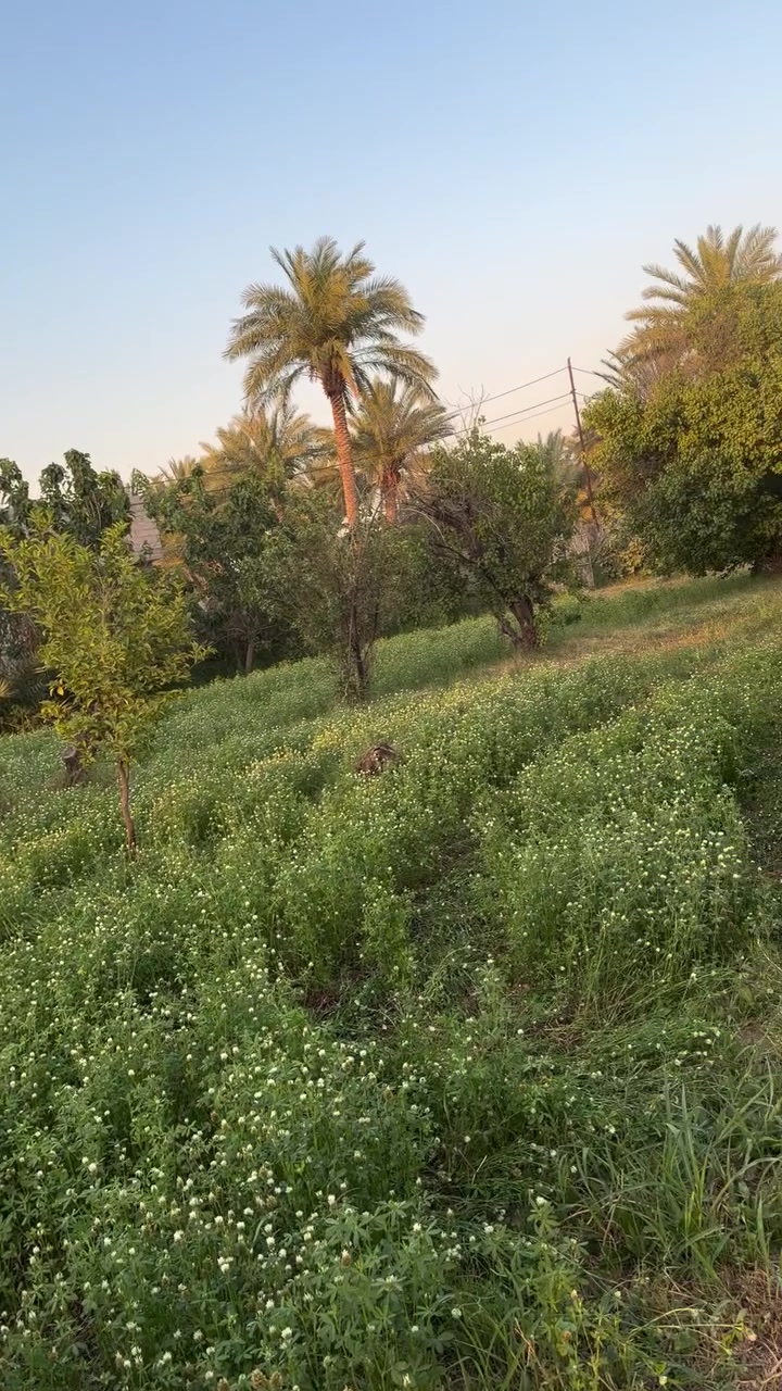 بستان للبيع
ابو غريب الشيحه 
سند 25 زراعي 
سعر الدونم 230 مليون
خدمات/ كهرباء / ماء أساله
***********
