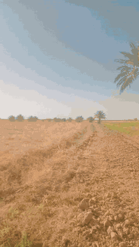 العبايجي بغداد • ١٦ دونم • بستان ونخيل