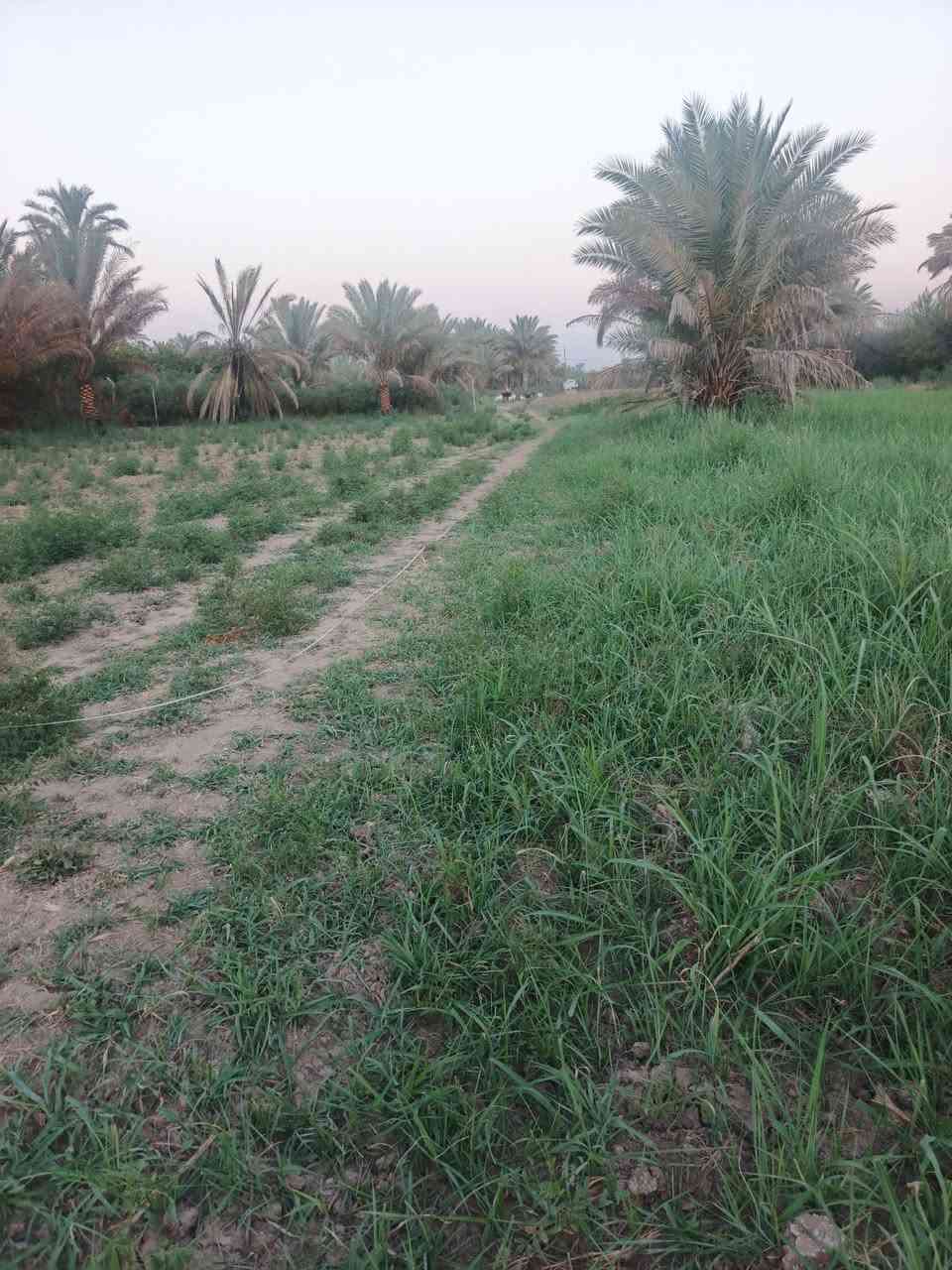 سلام عليكم للبيع دونم سند 25 تحويل مباشر بسم المشتري بغداد الراشدية قرية العراكنة تبعد عن ناحية ربع ساعة وعن شارع العام طريق بغداد كركوك 2 كيلو كهرباء ماء سقي ماء اساله تصلح سكن او مزرعة السعر 100وبي مجال للشراي ***********

