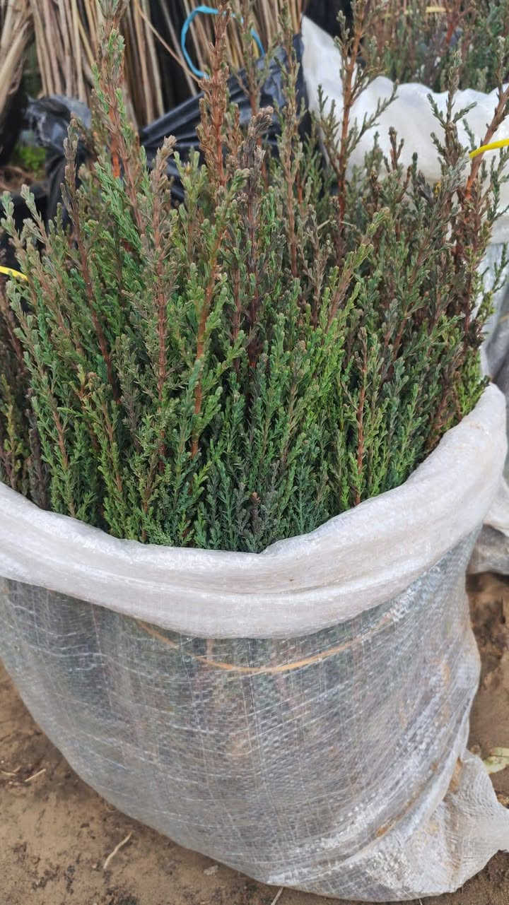 اللهم صل على محمد و ال محمد
على بركة الله يوجد لدينا كميات كبيره لكل من
سرو عمودي تنخيل سعر الجمله (200) دينار
أصول كاكي تنخيل سعر الجمله (200) دينار
اصول تفاح تنخيل سعر الجمله (200) دينار
اصول عرموط تنخيل سعر الجمله (200) دينار
علماً البيع جمله فقط 
العنوان بغداد التاجي قرب معمل الغاز على الشارع العام
 للاتصال ***********
لا توجد خدمة توصيل
