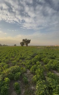 سبع البور • ٢٧ دونم • طابو زراعي