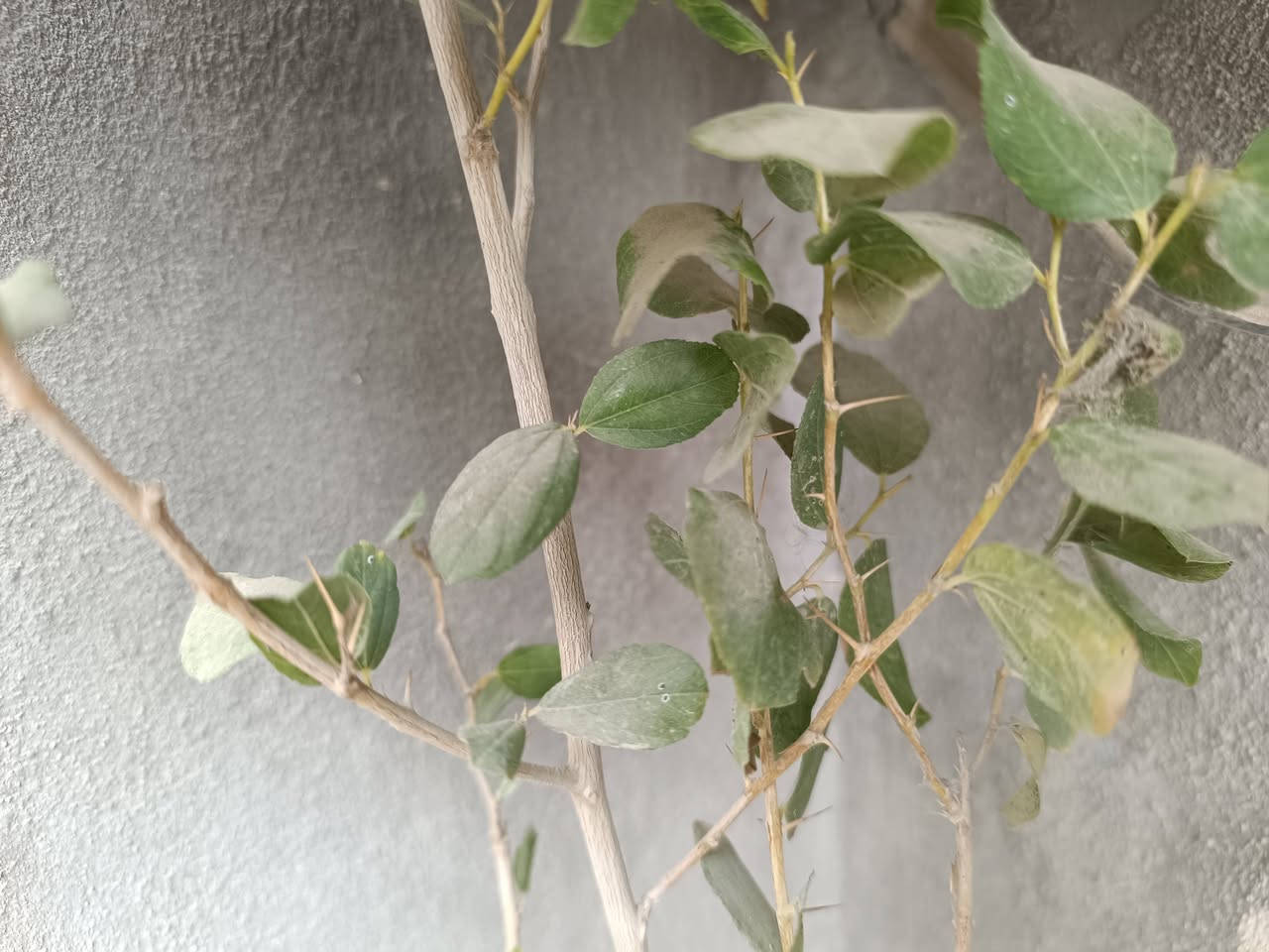 ريدمي 12برو بلس 5g.     الجهاز مال بيت مامفتوح ولا ملعوب بي الضهر شوي مفطر بس ذاكره 256 دبل خط. جهاز بلادي محدث اخر تحديث.   مكاني بغداد ابو غريب مراوس ب ايفون زين حت لو مبدل شاشه ***********
