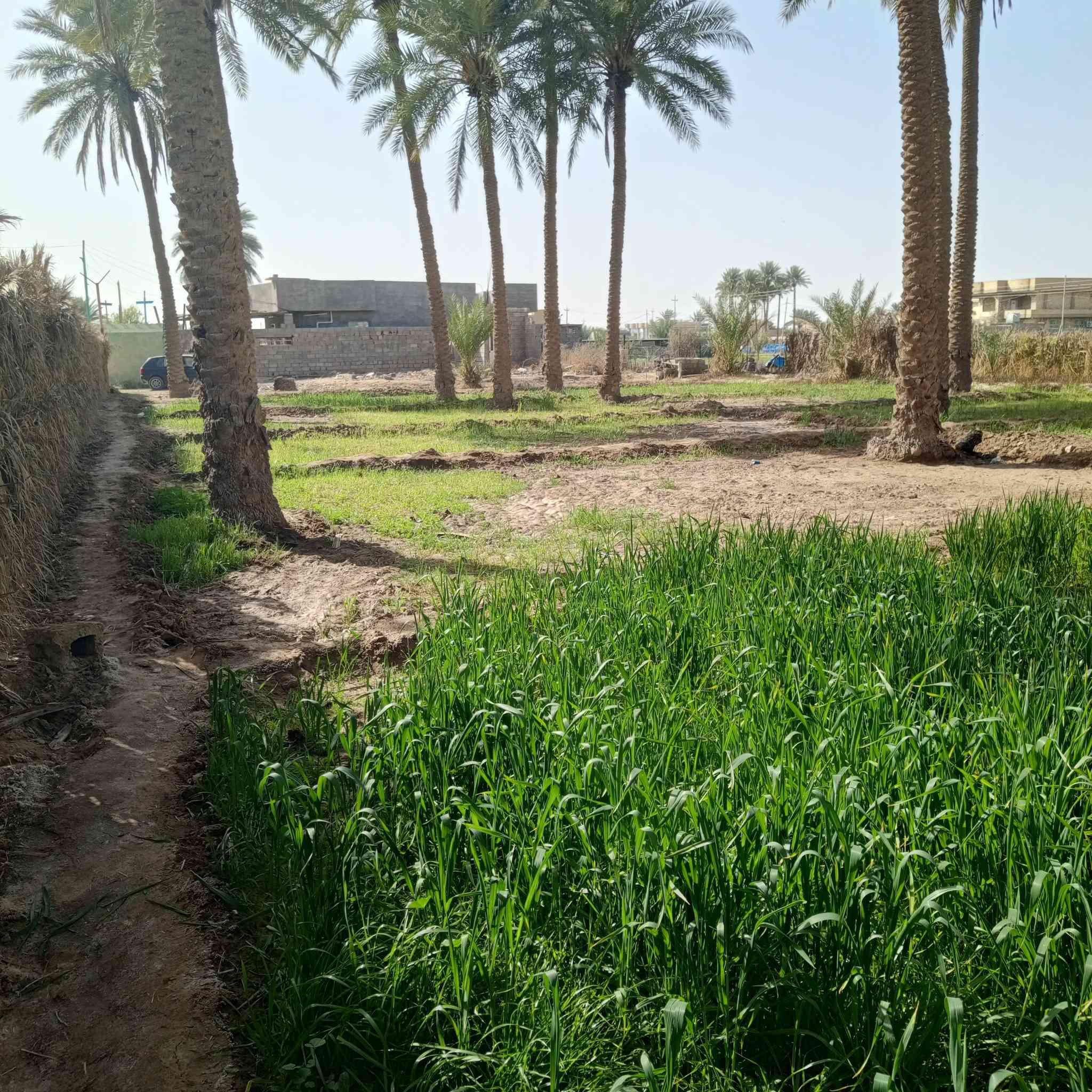 السلام عليكم ارض للبيع دونم و700متر الأرض مسيجه النزال33 متر الوجه 100  منطقه الصقلاوية قرب شيخ حكمت طابو زراعي سند 25 الاستفسار ***********
*********** الانبار فلوجه
