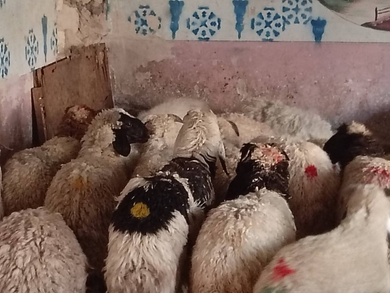 يوجد طليان وفطايم ناصحات شرط النصاحه يرهمن كصابه ويرهمن جنيه العدد 25  المكان بيجي حي العصري
الاستفسار ‏‪***********‬‏
يوجد طليان وفطايم ناصحات شرط النصاحه يرهمن كصابه ويرهمن جنيه العدد 25  المكان بيجي حي العصري

