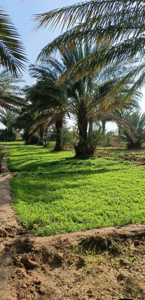 السلام عليكم 
يوجد بستان ٣ دونم يحتوي على اكثر ٨٠ نخله في الكوت منطقه اليوسفيه 
***********
***********
