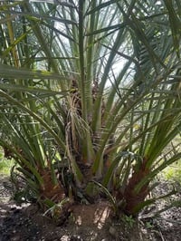 فسائل برحي • مباشر من المزرعة • واسط