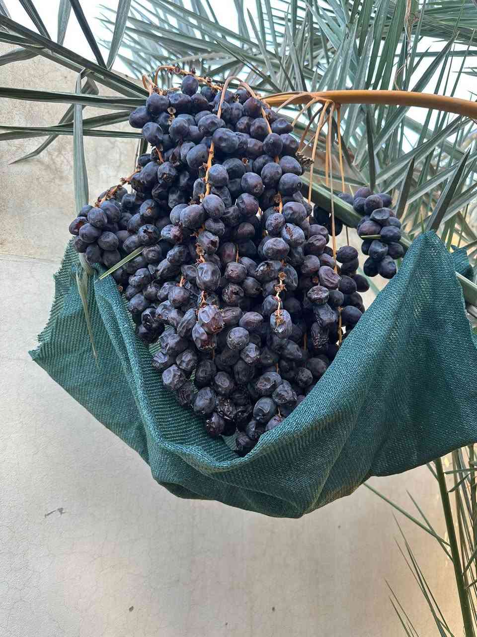 السلام عليكم ورحمة الله 
يوجد فسائل عجوة المدينة وهذا العنكود مال النخلة الام الي قلعت منها الفسائل سعر الفسيلة 
50الف 
للأتصال ‭٠٧٨٠ ٦٥١ ٧٢٠٢‬
