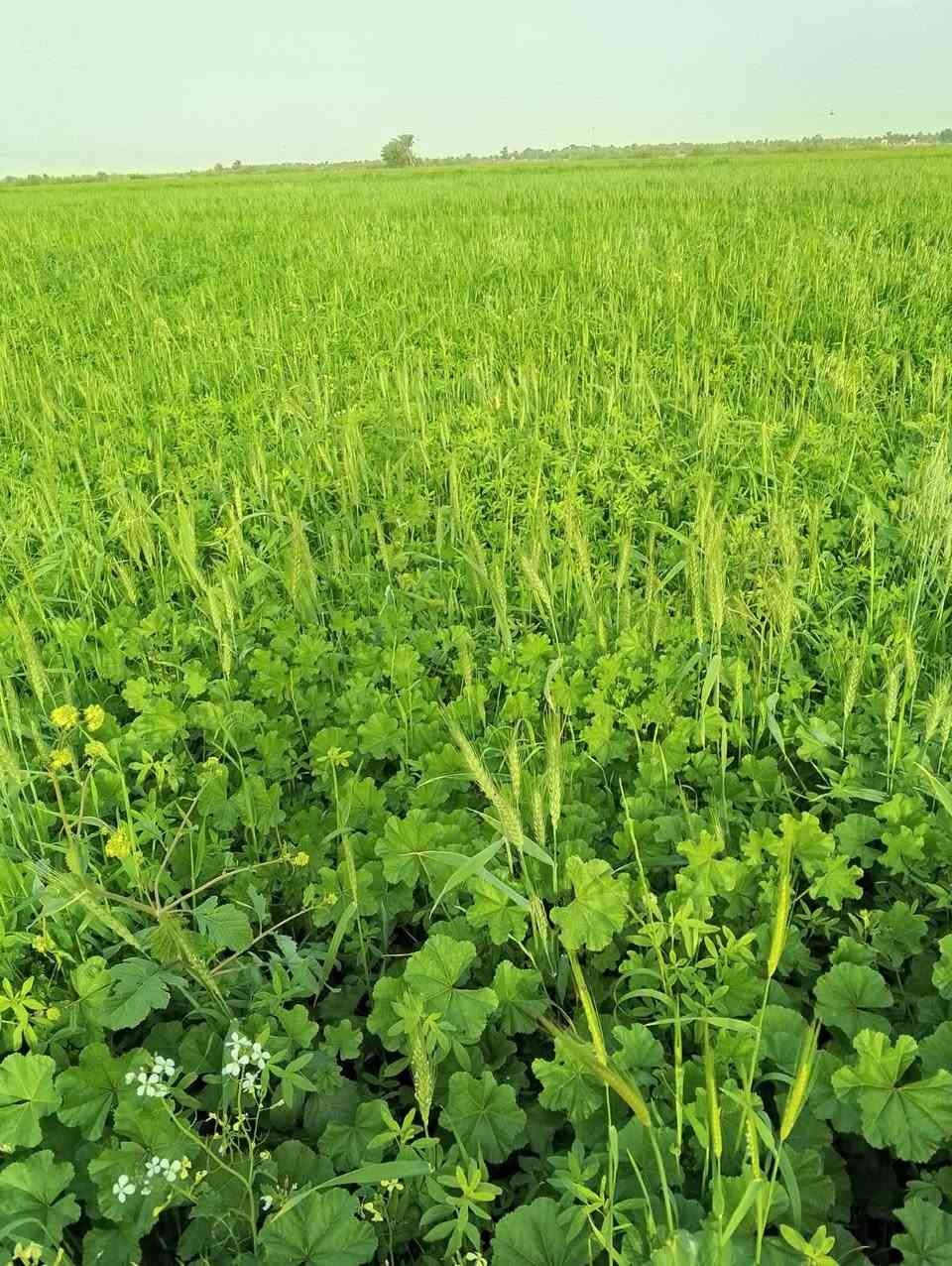 السلام عليكم ورحمة الله وبركاته يوجد ضمانه برسيم وحنطه 17 دوونم الدونم ب ٧٥ وبيه مجاال الاستفسار اتصل *********** ***********
