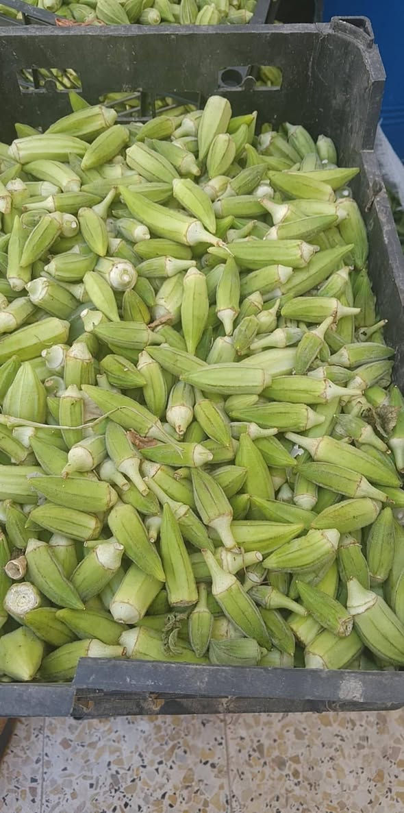 السلام عليكم توفرت الباميه خظره وتازه كيلو الفين ونص  ومنظف ومكيس كيلو 3000 للحجز ادخل خاص يوجد لدينا توصيل جميع مناطق كركوك


**إذا كنت صاحب هذا الإعلان وتريد حذفه لأي سبب، رجاءا أرسل رسالة إلى الدعم الفني**