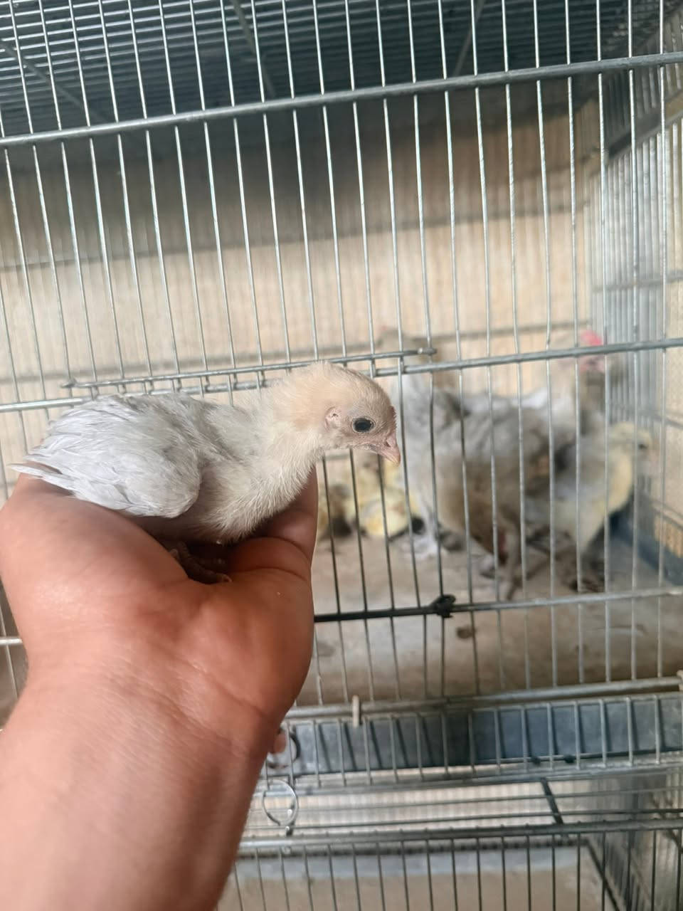 السلام عليكم متاح صواصي فيومي المنيوم
خط اول شرط الشراي يتفضل خاص او يتصل ع رقم
***********

