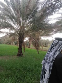 الابراهيميه • ٤ دونم • ١٥٠ نخلة