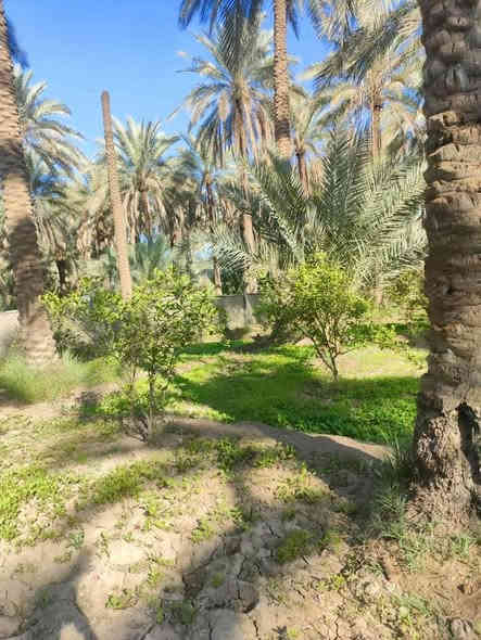 السلام عليكم دونم ونص دونم ونص مباشره بالحسينيه عالشارع مباشره بمنطقه العطيشي قريب على مدرسه السفير منطقه ابو تمر ببيت والمثل ما تشوفوه بستان مرتب وكامل جاهزه خدمات كامله مي مدارس كهرباء مي دلال اي استفسار اتصال بالرقم اللي راح نخليكم اياه بيكم خير وتدللوا وسعره مناسب ان شاء الله ابيع مستعجل اخوان
***********
***********
اتصل بالارقام
