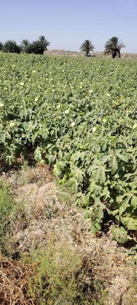 يوجد بذور باميه درجه اولى 07859514940