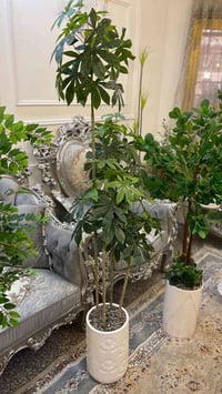 شجرة • ١٨٠ سم • نبات زينة