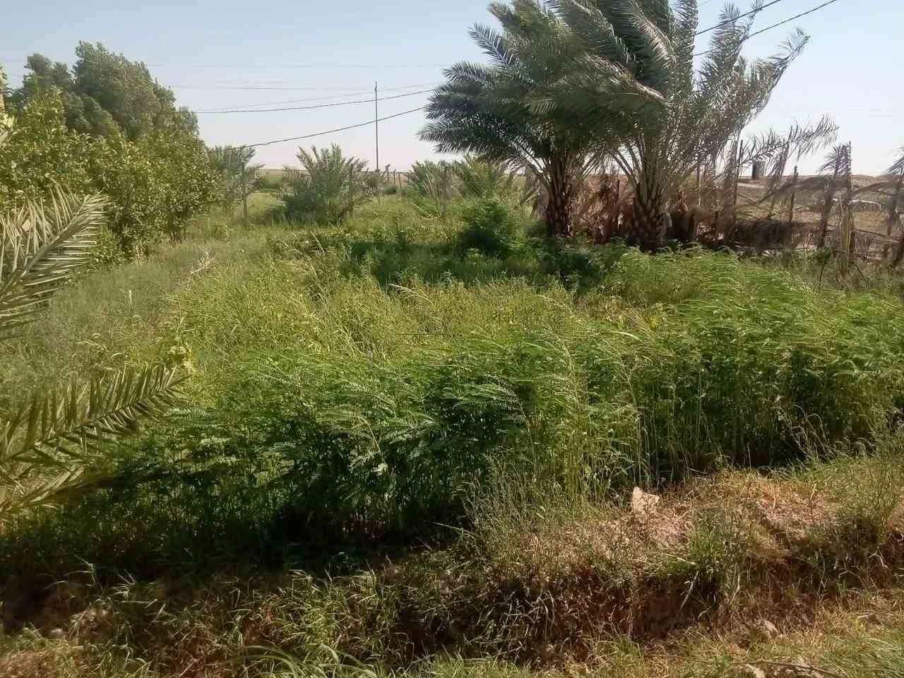 السلام عليكم دونم اللبيع كوت اليوسفيه غريب معسكر تدريب مكلف بنشر هاذا رقم صاحب الرض***********
