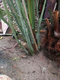 فرخ برحي للبيع استفسار 07725531595