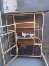 زوج طيور • نجفيات • قفص