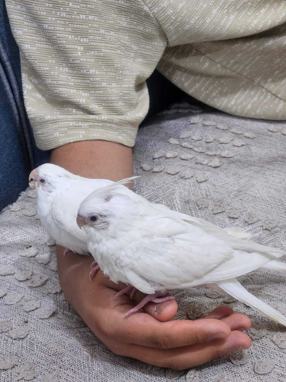 كوكتيل اصليات افراخ ربه ع يد سعر واحد ٥٠ ثمين ١٠٠


**إذا كنت صاحب هذا الإعلان وتريد حذفه لأي سبب، رجاءا أرسل رسالة إلى الدعم الفني**