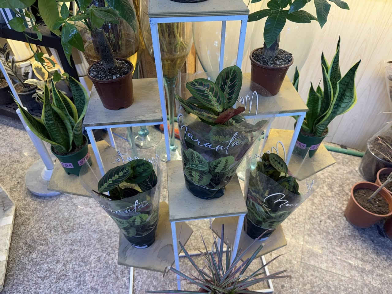 العنوان بابل مسيب شارع الاول 
كميه محدوده


**إذا كنت صاحب هذا الإعلان وتريد حذفه لأي سبب، رجاءا أرسل رسالة إلى الدعم الفني**