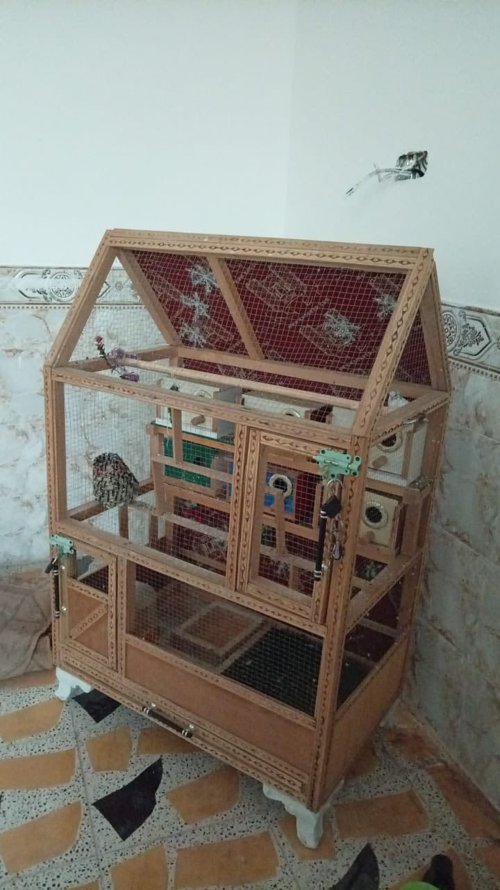 متاح قفص مال بلابل للبيع قفص شقله كله مرتب ونضيف سعره 50وبي مجال تصال ***********
