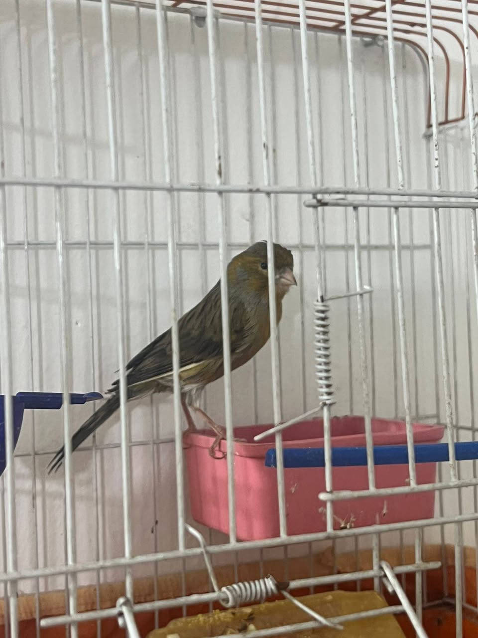 السلام عليكم من رخصت الادمون كناري للبيع فحل تغيررد فووول بيع مستعجل سبب سفر السعر 75 جاد يتصل ***********
