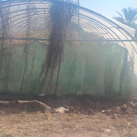 بيوت بلاستيكية العدد٣ البيع مابيهن خياس جاهزا بيهن اليلاون السعر ٢ ملي...