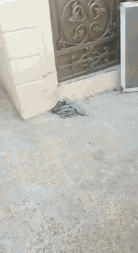 النداء • ١٠٠م • سند حر