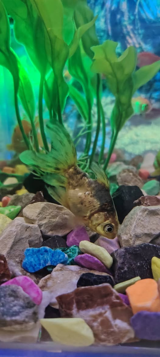 سلام عليكم
عدي حوض سمج للبيع قياس الوصط
بيه ١٦ سمجه
٢ كبار
٤ وصط
١٠ سغار
السعر ٧٥ الف
***********
بغداد الكرغوليه
