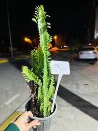 جمله مفرد 07700499706