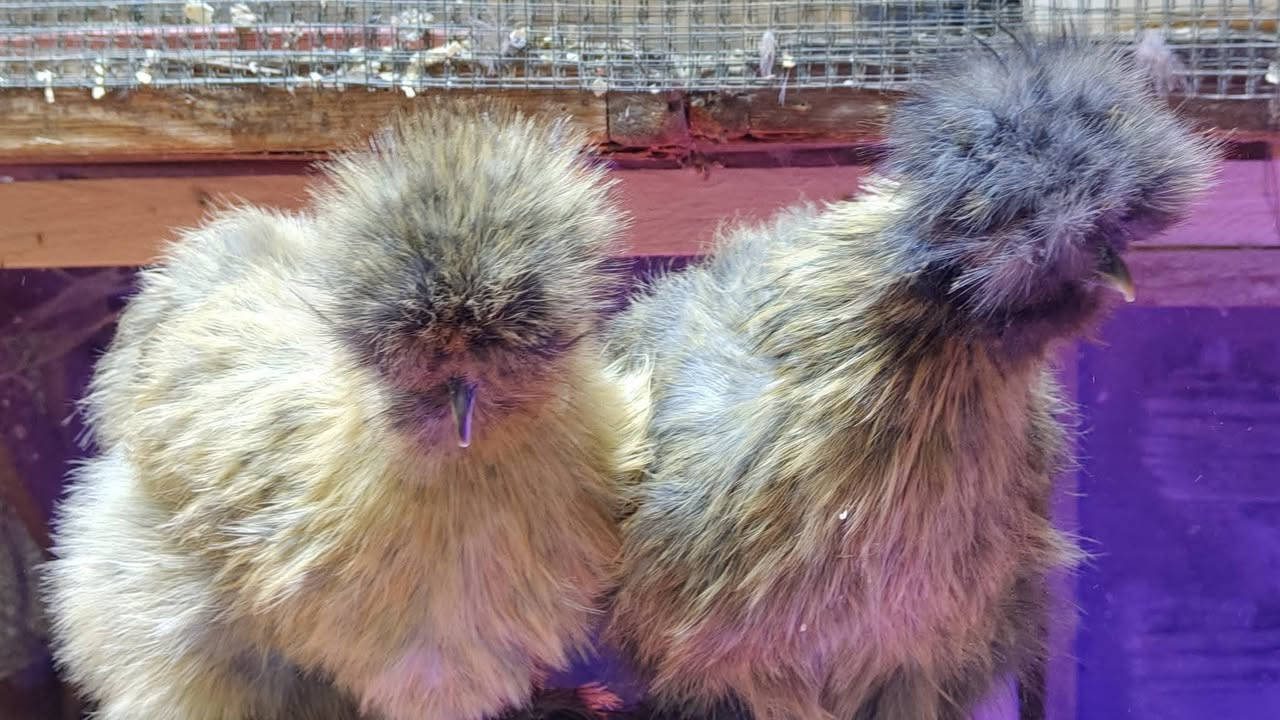 #متوفر
متوفر امايات مخاليف  عدد 4 ستوهن بيضن
 من حلالي 
العمر 7 اشهر ونص اشهر 
الوان متعددة
اسود امريكي 
كولد حني
اصفر بالشكولاته
مواصفات كاملة 
جلد ازرد عظم 5اصابع كعكولة بعدهي نسل يعني عظم لا تسولف بالكعكولة خير من الله 
يوجد توصيل محافضات الجنوبية وبغداد بصرة
سعر الزوج 200 قفل التوصيل على المشتري 
يمكنم التواصل خاص او على الواتس اب 
***********
@إشارة
