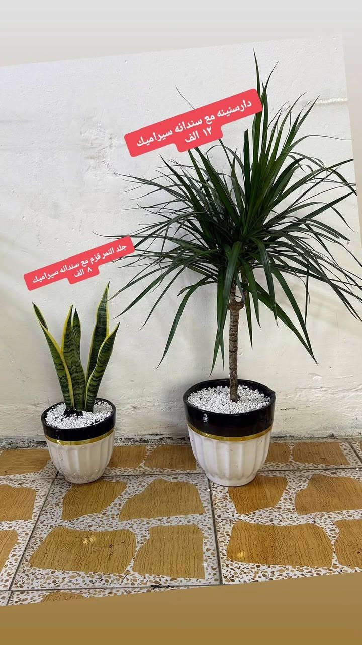 نباتات طبيعية للبيع عروضنا مستمرة يوجد خدمه توصيل لجميع مناطق كركوك للحجز مراسلة الصفحة


**إذا كنت صاحب هذا الإعلان وتريد حذفه لأي سبب، رجاءا أرسل رسالة إلى الدعم الفني**