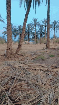 بسم لله الرحمن الرحيم 
للبيع ارض بستان طابو صرف 4 اربع دوانم طابو صرف محاديه قطع التاجيه ال 10 الف على الروائي تنزل عن التبليط والروائي حوالي 15 متر ترهم استثمار او مجمع سكني اوخلف الروائي قطع التاجيه ال 9 الف 
والعنوان اوضح مقابل الشقق اوطريقهن مقابل الامام بكر ابن علي عليه السلام 
للأستفسار والسعرعلى الخاص  اوالاتصال 
  ***********  اتصال 
***********  واتساب
#الجميع_عام_ارض_زراعي_للبيع
#الجميع_عام_اراضي_زراعي_للبيع_حله_بابل_دوانم_للبيع_الج #دوانم_للبيع_زراعي_للبيع_بابل_حله_للبيع #الجميع_عام_ارض_زراعي_للبيع #كربلاء
