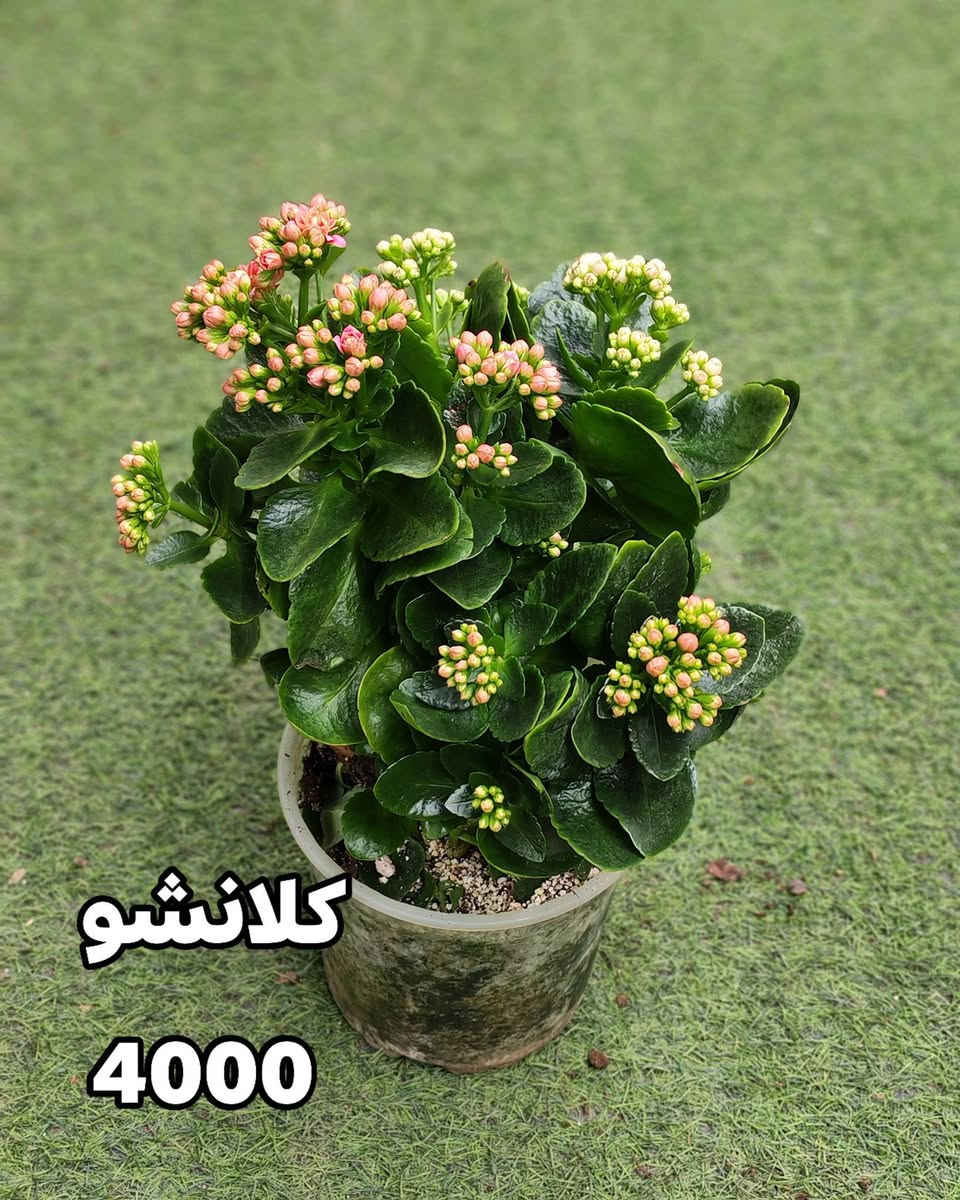 جمال الطبيعة في متناول يدك! نباتات خارجية تُزين حديقتك، ونباتات ظلية تضفي الحياة على منزلك. متوفرة الآن في صفحتي مع خدمة توصيل سريعة وموثوقة." 
في الموصل 
اسعار التوصيل حسب المكان


**إذا كنت صاحب هذا الإعلان وتريد حذفه لأي سبب، رجاءا أرسل رسالة إلى الدعم الفني**