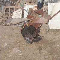 فحل • فسيفس • سماوه بم عصافيرر