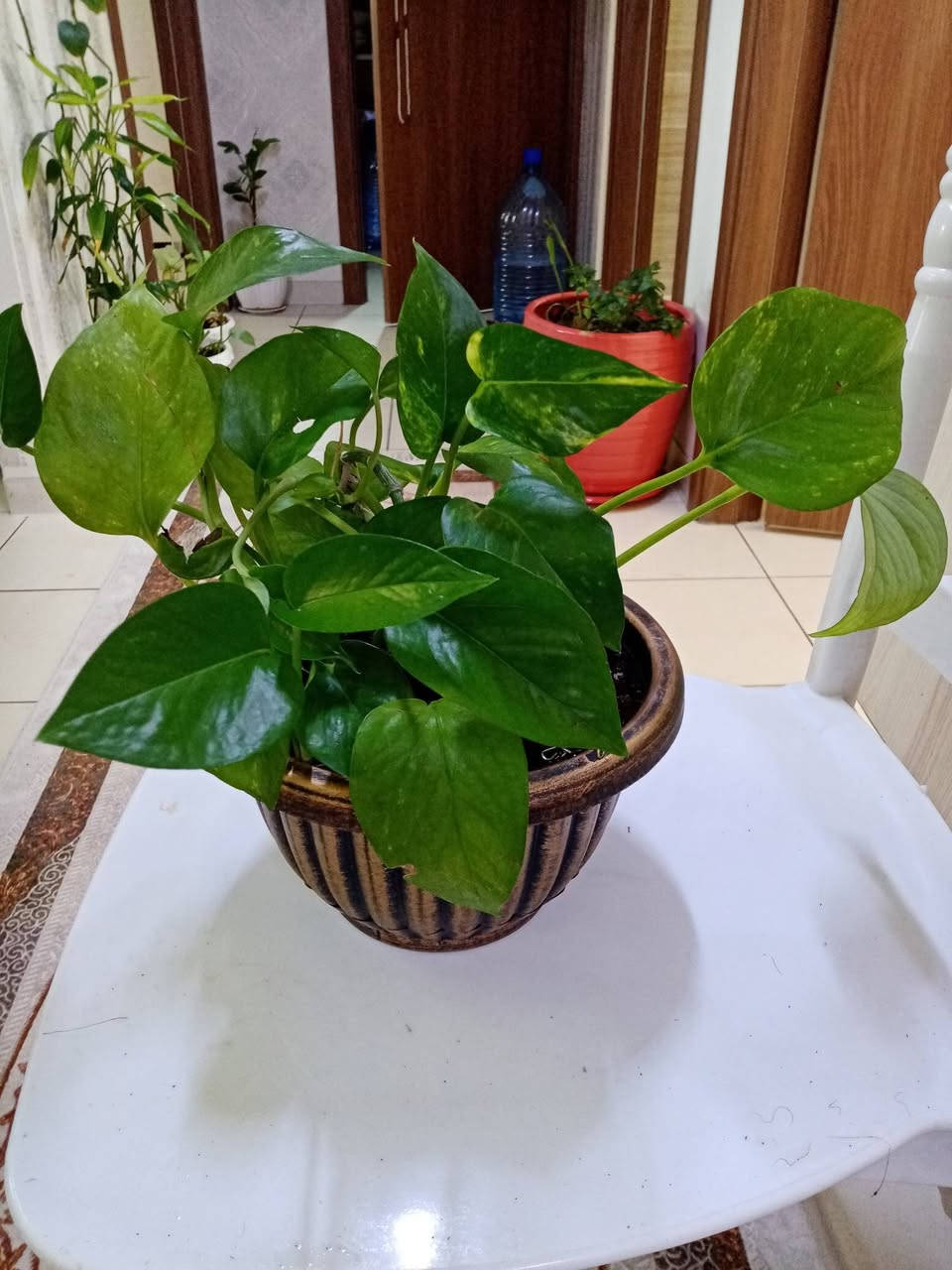 زرع طبيعي ماءي قاروره زرع بلتربه سعر حسب حجم السندانه والقاروره سندانه كيوت ب3500


**إذا كنت صاحب هذا الإعلان وتريد حذفه لأي سبب، رجاءا أرسل رسالة إلى الدعم الفني**