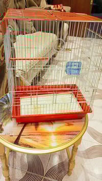 قفص • ديالى بعقوبه • قريه شفته