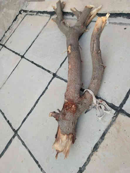 من رخصت الادمن حطب مشكل مال نبك مشكل ومال قلطوز حلل وخذ تقريبن نص كيا وياهن كواني4 مكسر مكاني الانبار شارع القادسية الثانيه رقم ***********
